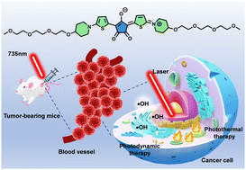 Graphical abstract: A water-soluble thiophene-croconaine dye with a high molar extinction coefficient for NIR fluorescence imaging-guided synergistic photothermal/photodynamic therapy of cancer
