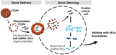 Graphical abstract: microRNA-181a silencing by antisense oligonucleotides delivered by virus-like particles
