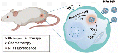 Graphical abstract: Pt(ii) metallacycles encapsulated by ferritin enable precise cancer combination chemo-photodynamic therapy