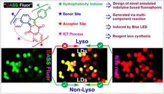 Graphical abstract: Light induced diversity-oriented synthesis (DOS) library of annulated indolizine fluorophores for imaging non-lysosomal lipid droplets (LDs)