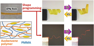 Graphical abstract: Shape programming and photoactuation of interpenetrating polymer networks containing azobenzene moieties