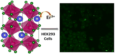 Graphical abstract: Sc1−xErxAlO3 perovskites: high-pressure synthesis, photoluminescence properties, and in vitro bioimaging