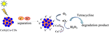 Graphical abstract: CuS@Cu-CD composites as efficient heterogeneous Fenton-like catalysts for the photodegradation of tetracycline