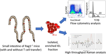 Graphical abstract: High-throughput Raman spectroscopy allows ex vivo characterization of murine small intestinal intra-epithelial lymphocytes (IEL)