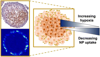 Graphical abstract: Evaluating nanoparticle localisation in glioblastoma multicellular tumour spheroids by surface enhanced Raman scattering
