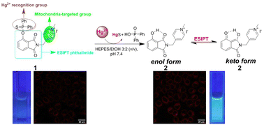 Graphical abstract: A mitochondrion-targeted fluorescent probe based on ESIPT phthalimide for the detection of Hg2+ with large Stokes shift
