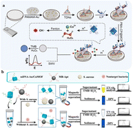 Graphical abstract: Advances in electrochemical-optical dual-mode biosensors for detection of environmental pathogens