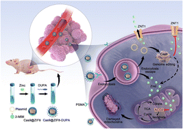 Graphical abstract: Intracellular regulation of zinc by metal–organic framework-mediated genome editing for prostate cancer therapy
