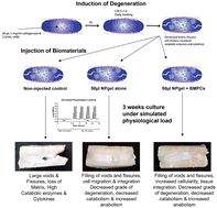 Graphical abstract: Injectable biomaterial induces regeneration of the intervertebral disc in a caprine loaded disc culture model
