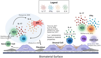 Graphical abstract: The foreign body response: emerging cell types and considerations for targeted therapeutics