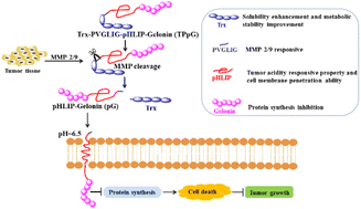 Graphical abstract: Biosynthesized tumor acidity and MMP dual-responsive plant toxin gelonin for robust cancer therapy