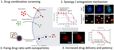 Graphical abstract: Free drug and ROS-responsive nanoparticle delivery of synergistic doxorubicin and olaparib combinations to triple negative breast cancer models