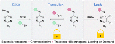 Graphical abstract: Click’n lock: rapid exchange between unsymmetric tetrazines and thiols for reversible, chemoselective functionalisation of biomolecules with on-demand bioorthogonal locking
