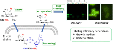 Graphical abstract: Evaluation of Kdo-8-N3 incorporation into lipopolysaccharides of various Escherichia coli strains