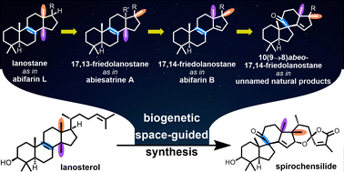 Graphical abstract: Biogenetic space-guided synthesis of rearranged terpenoids