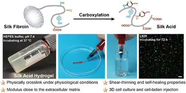 Graphical abstract: Injectable cell-laden silk acid hydrogel