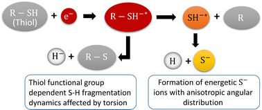 Graphical abstract: Dynamics of dissociative electron attachment to aliphatic thiols