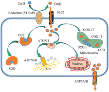 Graphical abstract: Addressing the gaps in homeostatic mechanisms of copper and copper dithiocarbamate complexes in cancer therapy: a shift from classical platinum-drug mechanisms