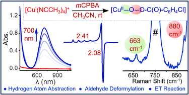 Graphical abstract: Amphoteric reactivity of a putative Cu(ii)-mCPBA intermediate