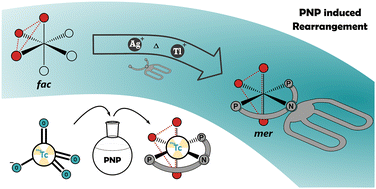 Graphical abstract: Induced fac–mer rearrangements in {M(CO)3}+ complexes (M = Re, 99(m)Tc) by a PNP ligand