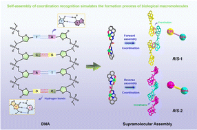 Graphical abstract: Coordination recognition of differential template units of lanthanide chiral chain