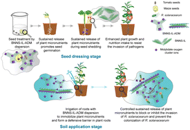 Graphical abstract: Functionalized boron nitride nanosheets conjugated with plant micronutrients as seed dressing agents towards control of bacterial wilt disease