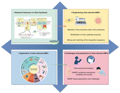 Graphical abstract: Nisin-relevant antimicrobial peptides: synthesis strategies and applications