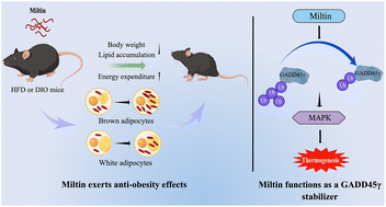 Graphical abstract: The dairy-derived peptide Miltin exerts anti-obesity effects by increasing adipocyte thermogenesis