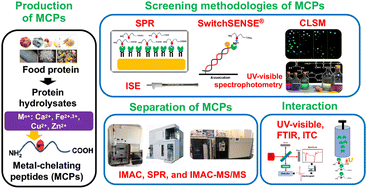 Graphical abstract: Screening, separation and identification of metal-chelating peptides for nutritional, cosmetics and pharmaceutical applications