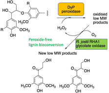 Graphical abstract: Application of Rhodococcus jostii RHA1 glycolate oxidase as an efficient accessory enzyme for lignin conversion by bacterial Dyp peroxidase enzymes