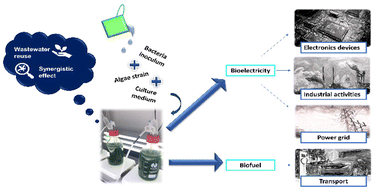 Graphical abstract: Future bioenergy source by microalgae–bacteria consortia: a circular economy approach
