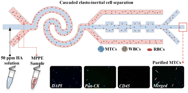 Graphical abstract: Cascaded elasto-inertial separation of malignant tumor cells from untreated malignant pleural and peritoneal effusions