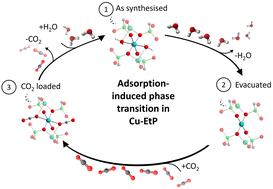 Graphical abstract: Unusual adsorption-induced phase transitions in a pillared-layered copper ethylenediphosphonate with ultrasmall channels