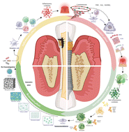 Graphical abstract: Harnessing osteoimmunity to treat peri-implant inflammatory osteolysis