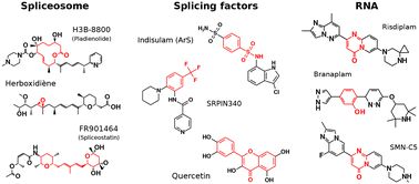 Graphical abstract: Small molecules modulating RNA splicing: a review of targets and future perspectives