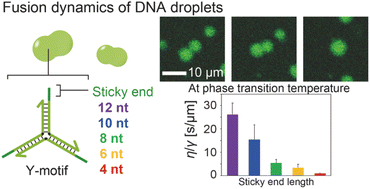 Graphical abstract: Sequence-dependent fusion dynamics and physical properties of DNA droplets
