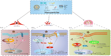 Graphical abstract: Recent advances of nanoparticles on bone tissue engineering and bone cells