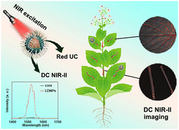 Graphical abstract: Optimized core–shell lanthanide nanoparticles with ultrabright Ce3+-modulated second near-infrared emission for “lighting” plants