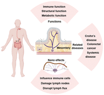 Graphical abstract: The implication of mesenteric functions and the biological effects of nanomaterials on the mesentery