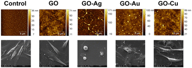 Graphical abstract: Nanostructured graphene oxide enriched with metallic nanoparticles as a biointerface to enhance cell adhesion through mechanosensory modifications