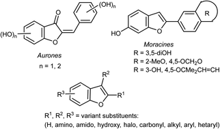 Graphical abstract: Anticancer therapeutic potential of benzofuran scaffolds