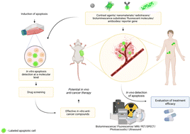Graphical abstract: Current trends in luminescence-based assessment of apoptosis