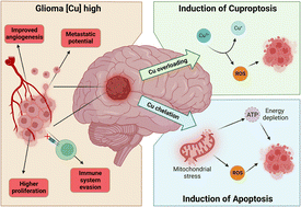 Graphical abstract: Evolving approaches in glioma treatment: harnessing the potential of copper metabolism modulation