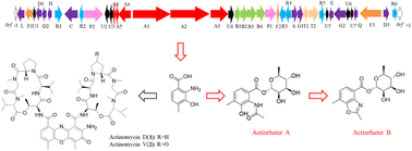 Graphical abstract: Genome mining of actinomycin shunt products from Kitasatospora sp. YINM00002