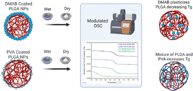 Graphical abstract: Influence of surfactant on glass transition temperature of poly(lactic-co-glycolic acid) nanoparticles