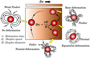 Graphical abstract: Deforming active droplets in viscoelastic solutions