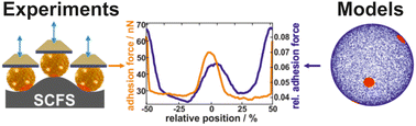 Graphical abstract: The adhesion capability of Staphylococcus aureus cells is heterogeneously distributed over the cell envelope