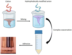 Graphical abstract: Hydrophobically modified complex coacervates for designing aqueous pressure-sensitive adhesives