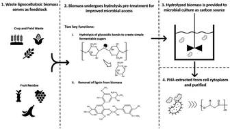 Graphical abstract: A review on polyhydroxyalkanoate (PHA) production through the use of lignocellulosic biomass