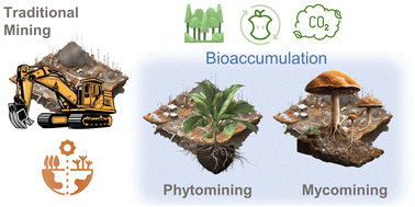 Graphical abstract: Mycomining: perspective on fungi as scavengers of scattered metal, mineral, and rare earth element resources
